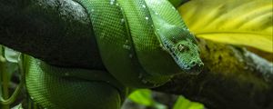 Preview wallpaper morelia, python, snake, green