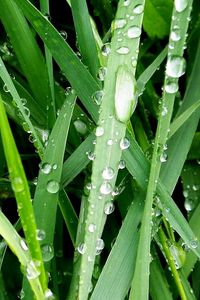 Preview wallpaper morning, dew, drops, grass