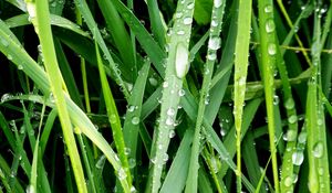 Preview wallpaper morning, dew, drops, grass