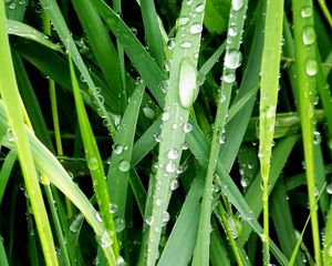 Preview wallpaper morning, dew, drops, grass