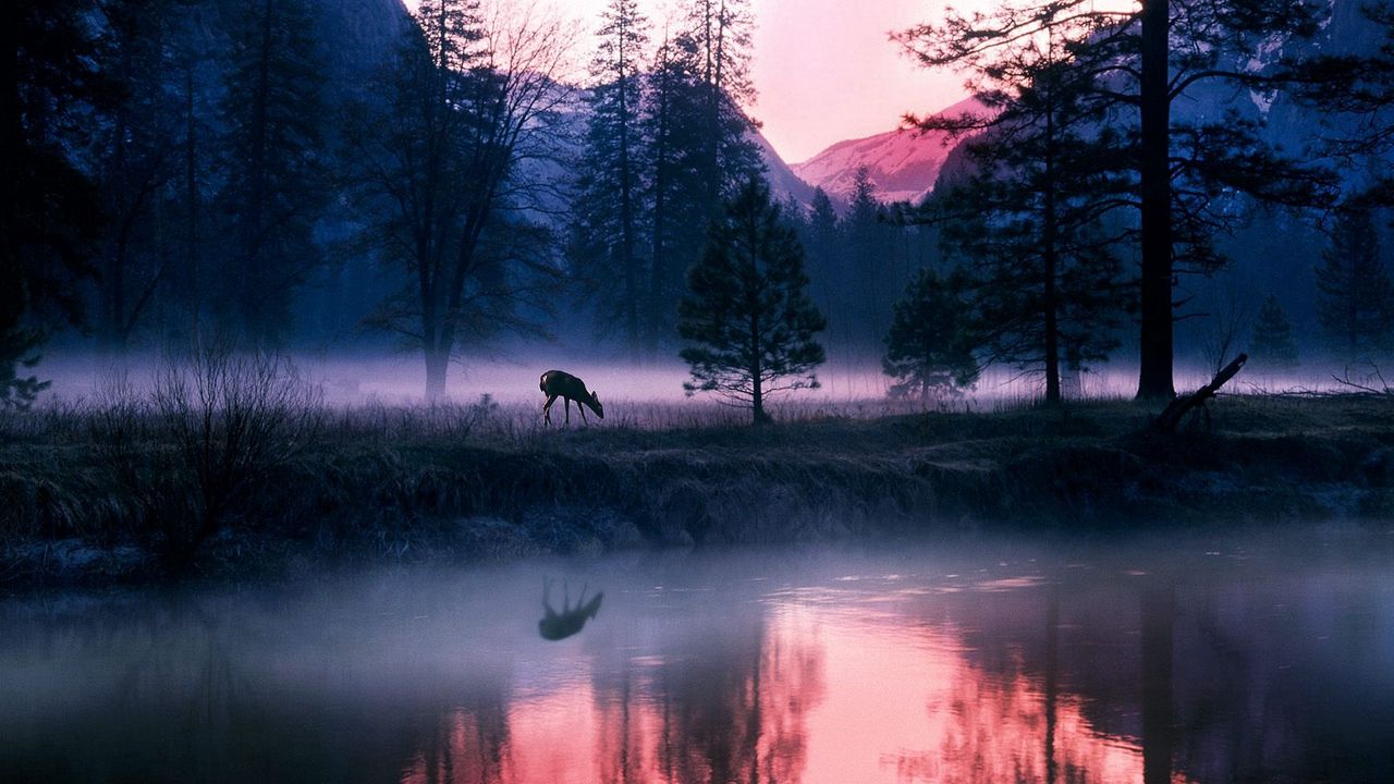 Wallpaper morning, elk, fog, lake, trees