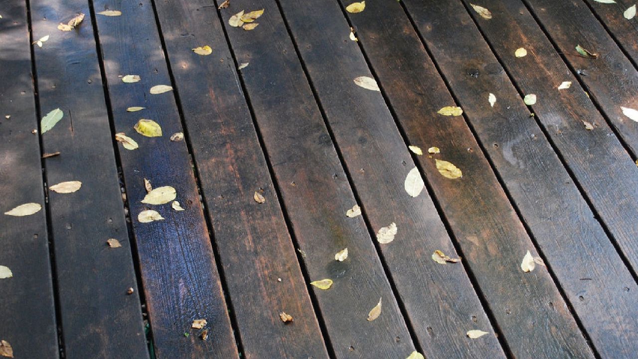 Wallpaper morning, floors, rain, leaves, autumn