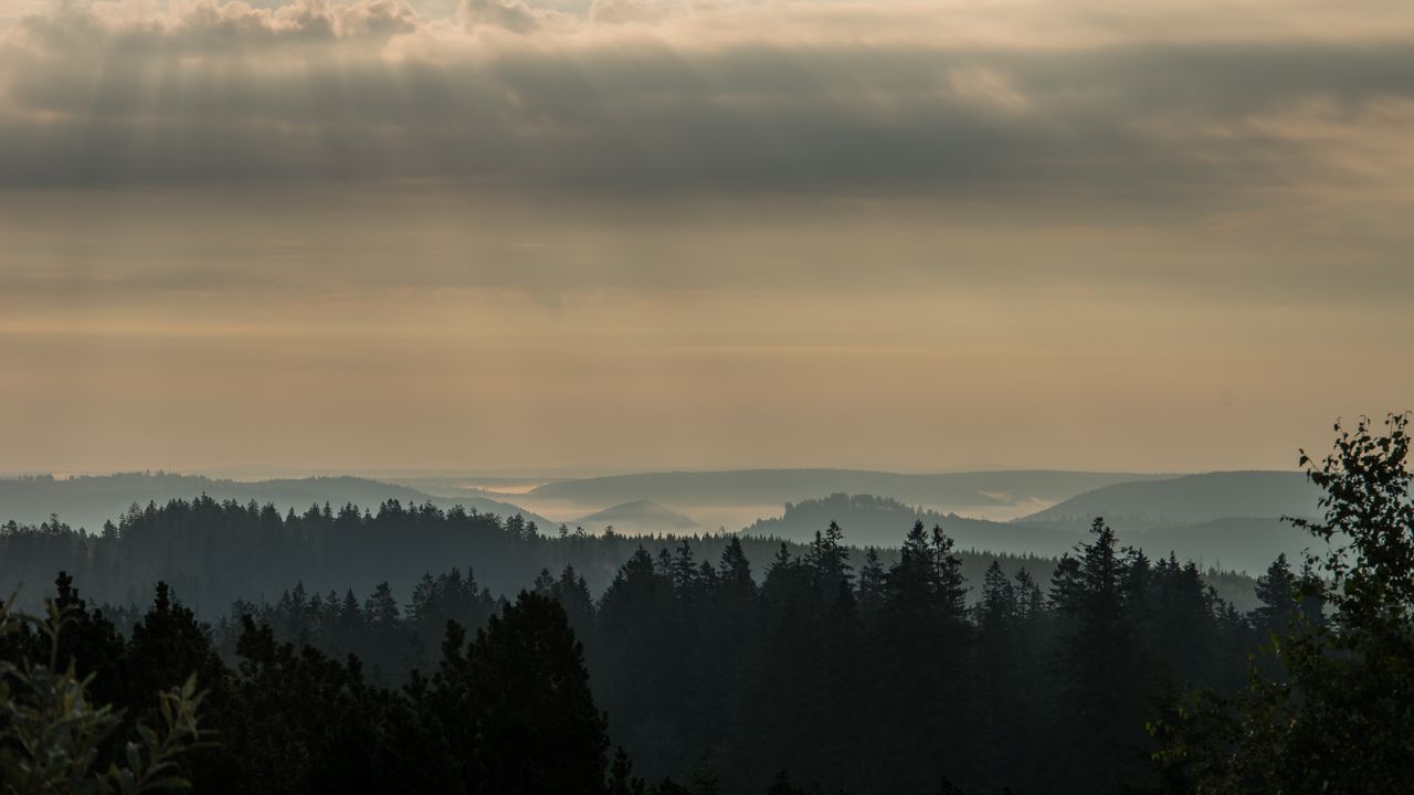 Wallpaper morning, forest, horizon, distance, schwarzwald