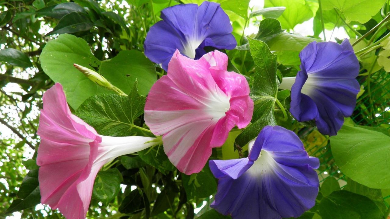 Wallpaper morning glory, creepers, flowers, bright, green