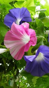 Preview wallpaper morning glory, creepers, flowers, bright, green