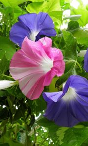 Preview wallpaper morning glory, creepers, flowers, bright, green