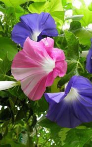 Preview wallpaper morning glory, creepers, flowers, bright, green