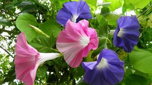 Preview wallpaper morning glory, creepers, flowers, bright, green