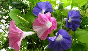 Preview wallpaper morning glory, creepers, flowers, bright, green