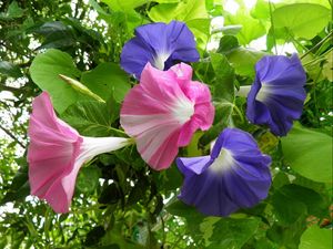 Preview wallpaper morning glory, creepers, flowers, bright, green