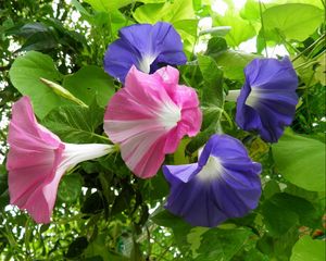 Preview wallpaper morning glory, creepers, flowers, bright, green