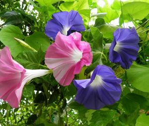 Preview wallpaper morning glory, creepers, flowers, bright, green