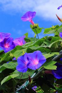 Preview wallpaper morning glory, creepers, green, sky, blue