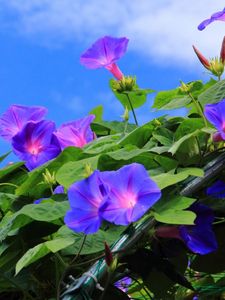 Preview wallpaper morning glory, creepers, green, sky, blue