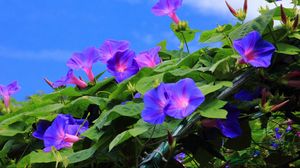 Preview wallpaper morning glory, creepers, green, sky, blue