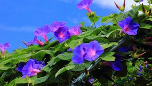 Preview wallpaper morning glory, creepers, green, sky, blue