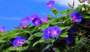 Preview wallpaper morning glory, creepers, green, sky, blue