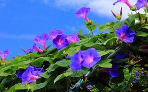 Preview wallpaper morning glory, creepers, green, sky, blue