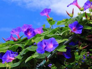 Preview wallpaper morning glory, creepers, green, sky, blue