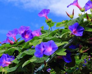 Preview wallpaper morning glory, creepers, green, sky, blue