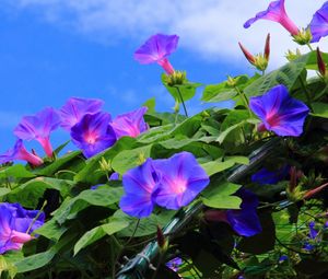 Preview wallpaper morning glory, creepers, green, sky, blue