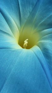 Preview wallpaper morning glory, flower, petals, macro, blue