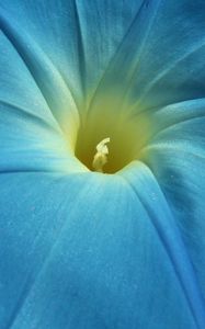 Preview wallpaper morning glory, flower, petals, macro, blue