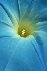 Preview wallpaper morning glory, flower, petals, macro, blue