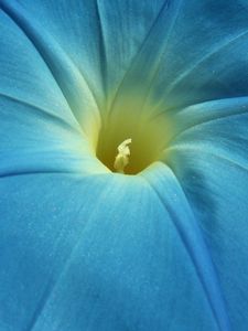 Preview wallpaper morning glory, flower, petals, macro, blue