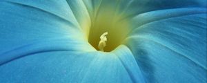 Preview wallpaper morning glory, flower, petals, macro, blue