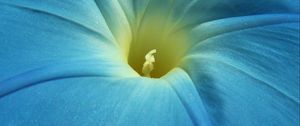 Preview wallpaper morning glory, flower, petals, macro, blue