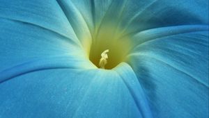 Preview wallpaper morning glory, flower, petals, macro, blue