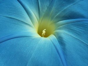 Preview wallpaper morning glory, flower, petals, macro, blue