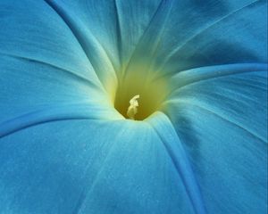 Preview wallpaper morning glory, flower, petals, macro, blue