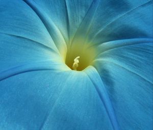 Preview wallpaper morning glory, flower, petals, macro, blue