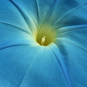 Preview wallpaper morning glory, flower, petals, macro, blue