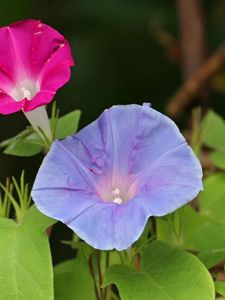 Preview wallpaper morning glory, flowers, bindweed, green, close-up