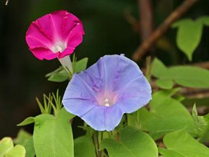 Preview wallpaper morning glory, flowers, bindweed, green, close-up