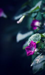 Preview wallpaper morning glory, flowers, leaves, plant, macro