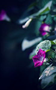 Preview wallpaper morning glory, flowers, leaves, plant, macro