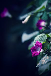 Preview wallpaper morning glory, flowers, leaves, plant, macro