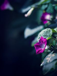 Preview wallpaper morning glory, flowers, leaves, plant, macro