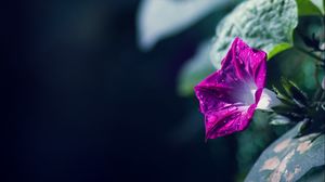 Preview wallpaper morning glory, flowers, leaves, plant, macro