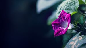 Preview wallpaper morning glory, flowers, leaves, plant, macro