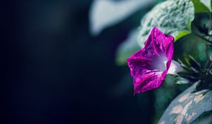 Preview wallpaper morning glory, flowers, leaves, plant, macro