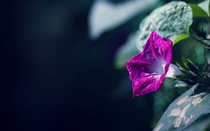 Preview wallpaper morning glory, flowers, leaves, plant, macro