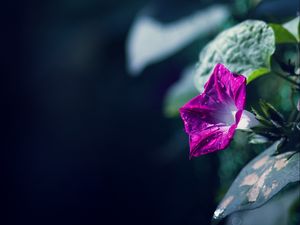 Preview wallpaper morning glory, flowers, leaves, plant, macro