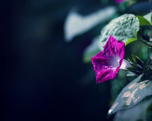 Preview wallpaper morning glory, flowers, leaves, plant, macro