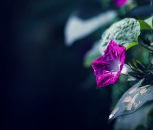 Preview wallpaper morning glory, flowers, leaves, plant, macro