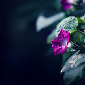 Preview wallpaper morning glory, flowers, leaves, plant, macro